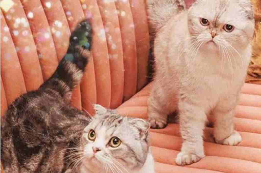 tanda kucing tidak menyukai kamu yourdevan.com