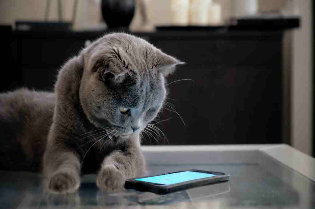 Alasan Kenapa Gebetan Tidak Balas Chat yourdevan